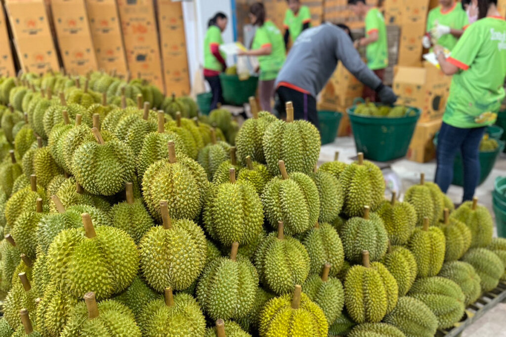 ทุเรียน-มังคุดใต้ เริ่มออกสู่ตลาด พาณิชย์เปิดมาตรการรับมือ มั่นใจปีทอง