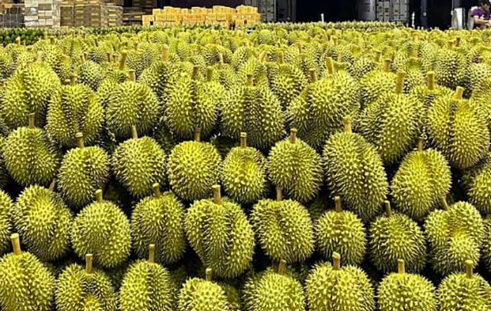 ล้งจีนบีบทุเรียนใต้ราคาร่วงหนัก อั้นรับซื้อ ชาวสวนรู้ทันชะลอขาย
