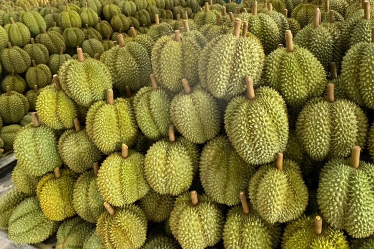 ทุเรียน 1 ทุเรียน