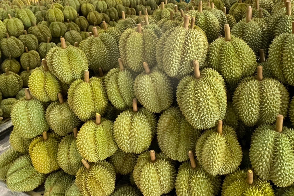 ทุเรียนอ่อนพ่นพิษราคาตก ยกเครื่องมาตรฐานส่งออก