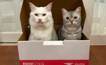 กล่องไปรษณีย์-วันกอดแมวโลก
