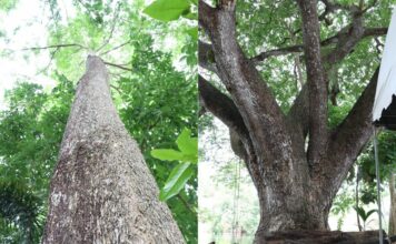 เกษตรกรนำไม้ยืนต้นเข้าหลักประกันธุรกิจกว่า 1 แสนต้น มูลค่ารวมกว่า 138 ล้าน