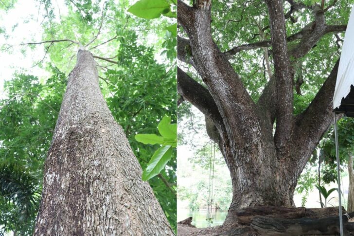 เกษตรกรนำไม้ยืนต้นเข้าหลักประกันธุรกิจกว่า 1 แสนต้น มูลค่ารวมกว่า 138 ล้าน