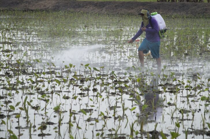 เกษตรกร-ปุ๋ย-ยาฆ่าศัตรูพืช AFP! เกษตรกรกำลังพ่นยาฆ่าศัตรูพืช
