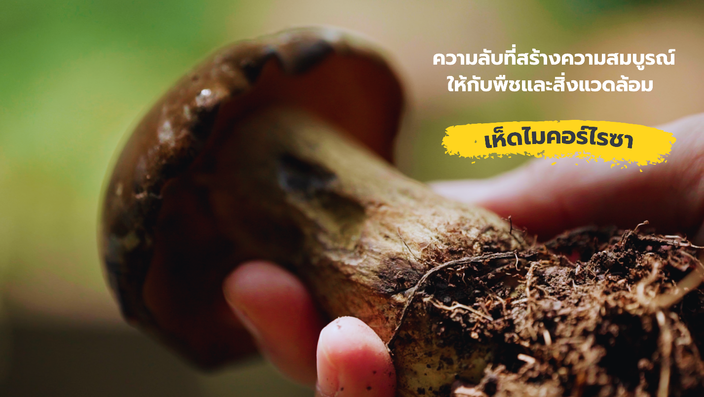 ความลับที่สร้างความสมบูรณ์ให้กับพืชและสิ่งแวดล้อม