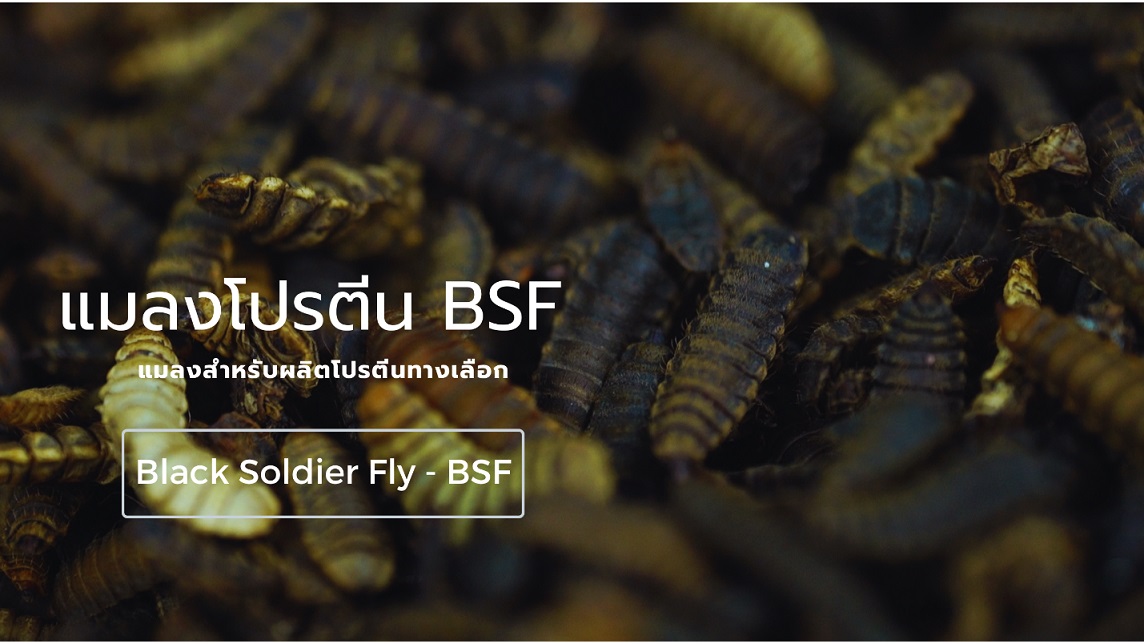 แมลงโปรตีน (BSF) ทางเลือกใหม่เกษตรกรสําหรับเป็นอาหารสัตว์