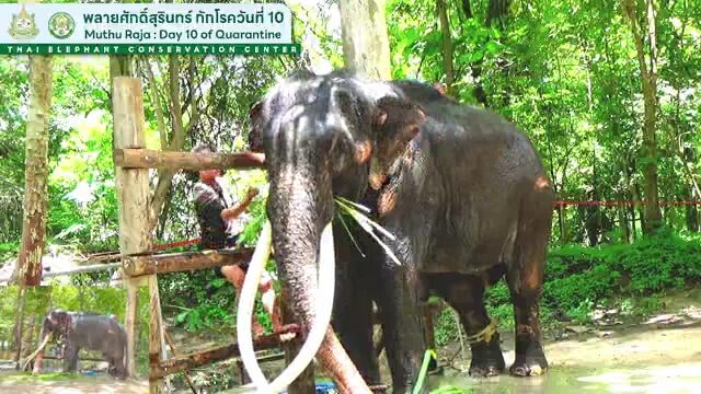 พลายศักดิ์สุรินทร์