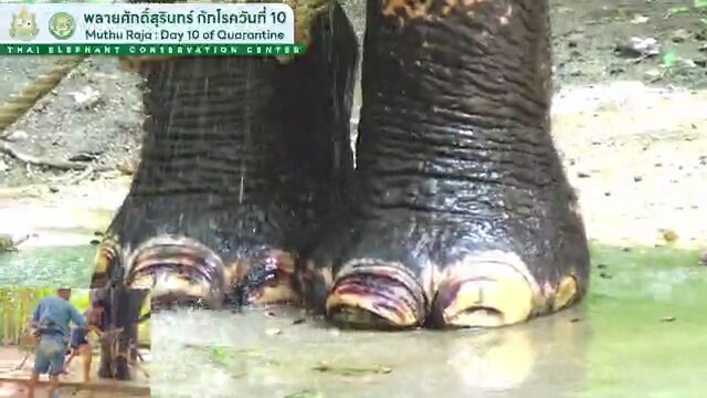 พลายศักดิ์สุรินทร์