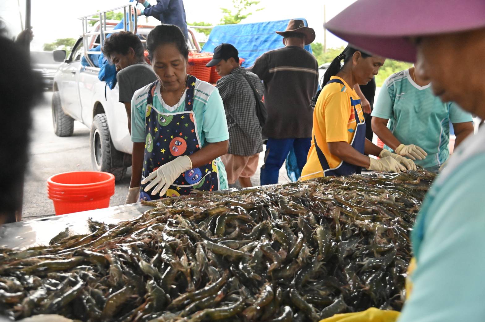 สหรัฐ-จีน-ญี่ปุ่น ชะลอซื้อกุ้งไทย เหตุราคาร่วง พาณิชย์เร่งช่วยเหลือ