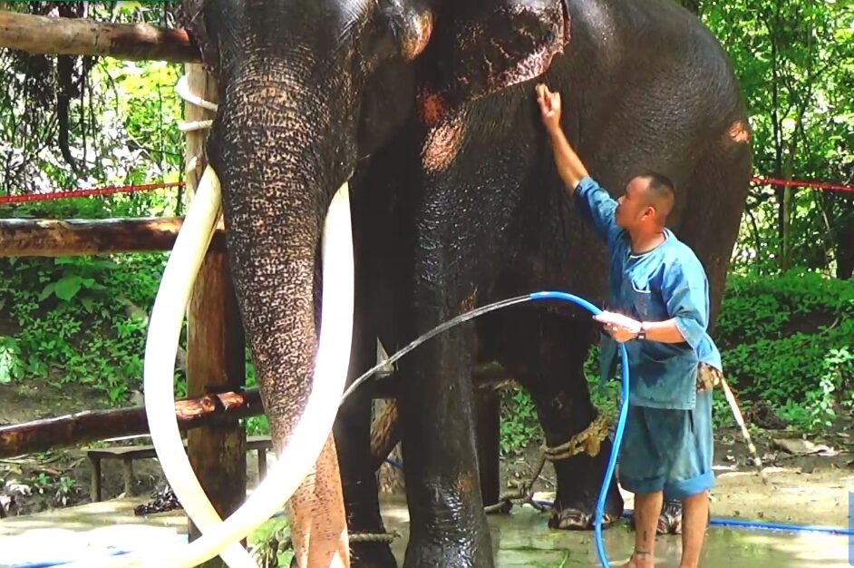 พลายศักดิ์สุรินทร์