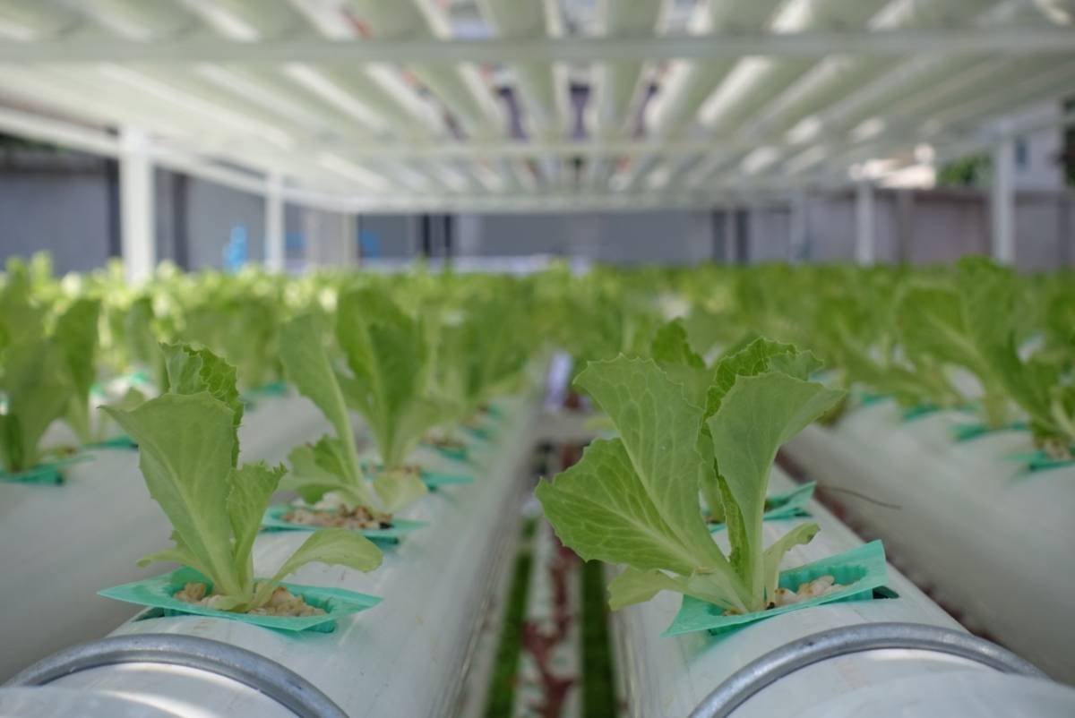 ศูนย์วิทยาศาสตร์ฮาลาล จุฬาลงกรณ์มหาวิทยาลัย หนุน SMART FARM