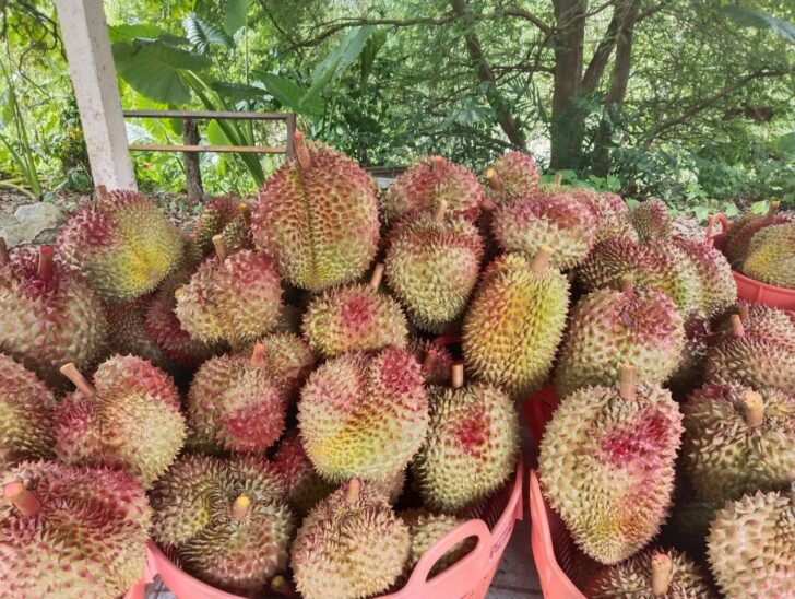 ทุเรียนอ่อน ทุเรียนอ่อน ทุเรียนด้อยคุณภาพ