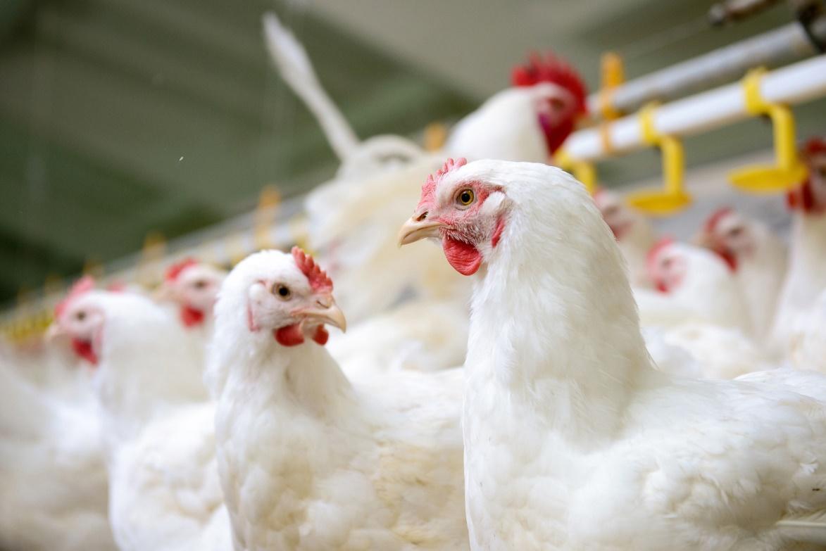 ไก่ไทย ไม่ใช้ฮอร์โมน ปลอดภัย มาตรฐานสากล