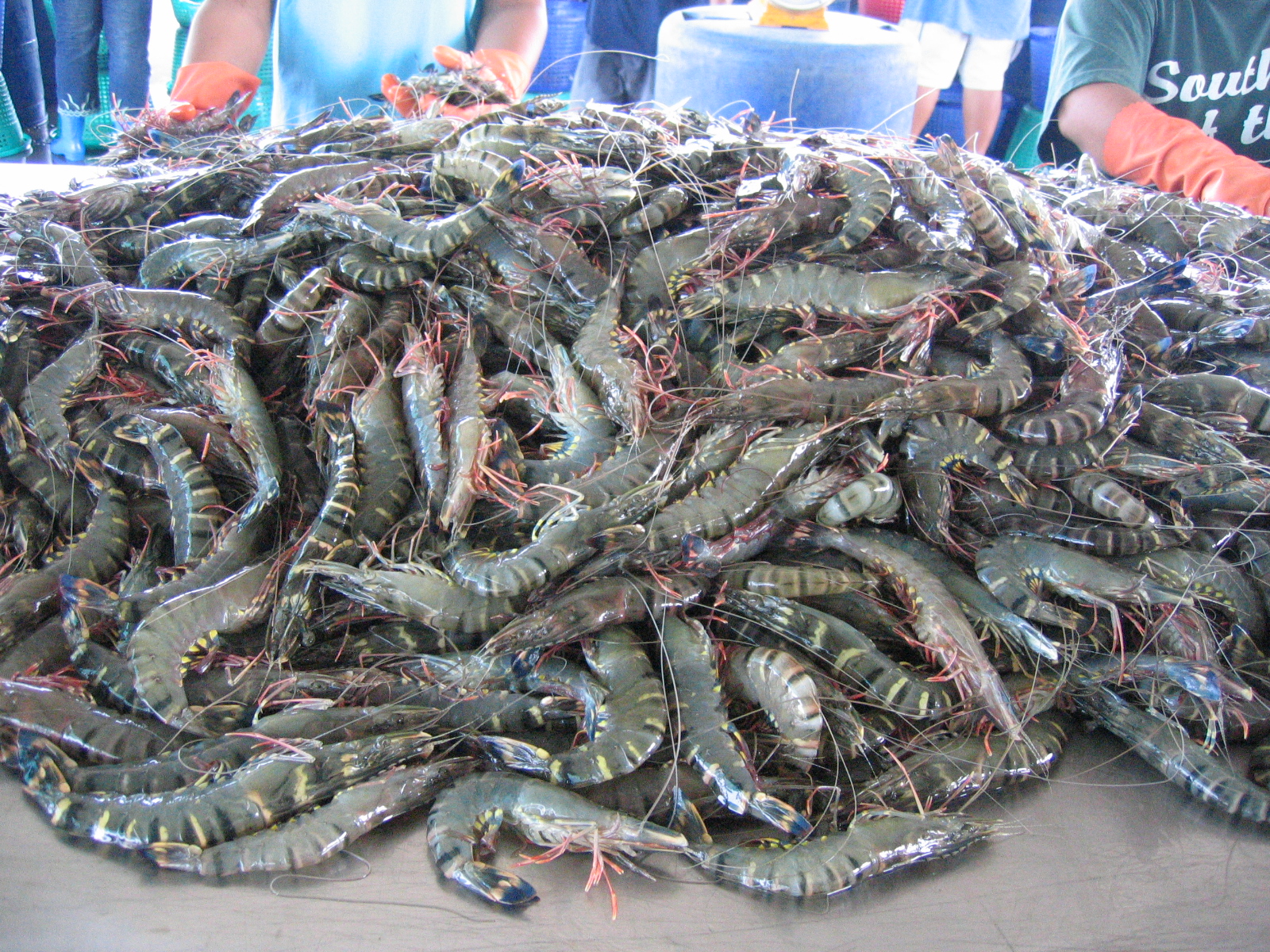 ส่องโอกาสตลาดกุ้งกุลาดำ ปี 2569 ลุ้นทวงบัลลังก์หลังหายจากตลาดกว่า 20 ปี