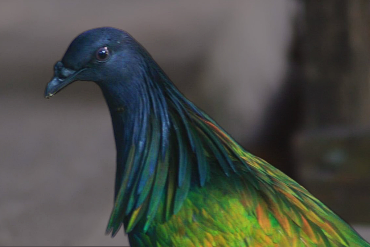นก นกชาปีไหน สัตว์ป่า อุทยานแห่งชาติหมู่เกาะสิมิลัน
