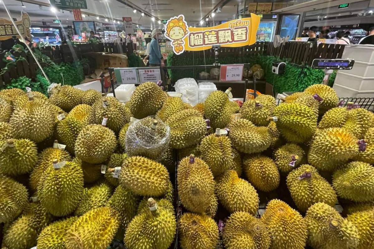 รู้ไหม คนจีนซื้อทุเรียนไทยบริโภคราคาเท่าไหร่ แพงหรือถูกกว่าไทย