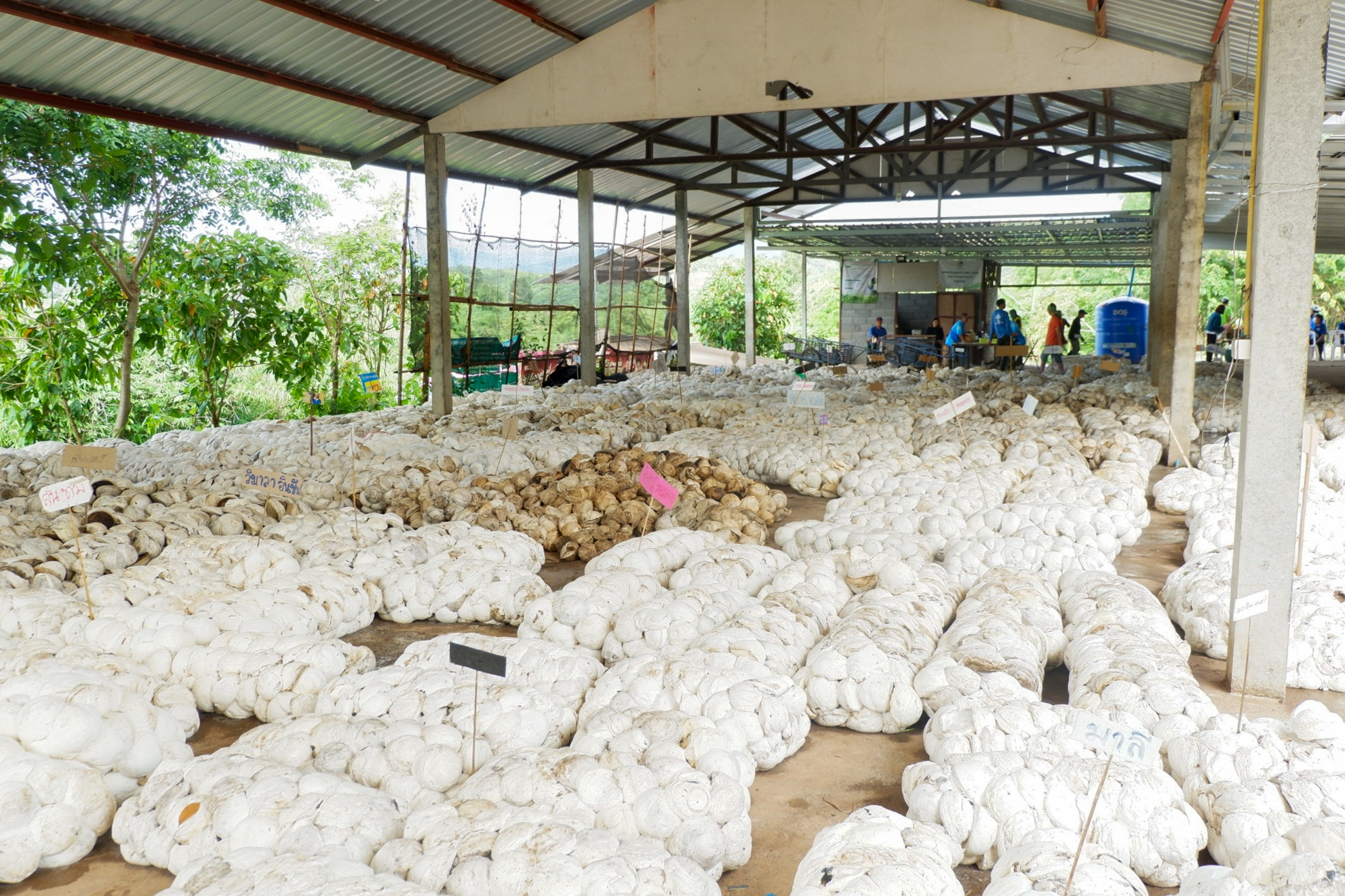 STA ประมูลยางก้อนถ้วยลอตแรก 200 ตัน STA ประมูลยางก้อนถ้วยลอตแรก 200 ตัน