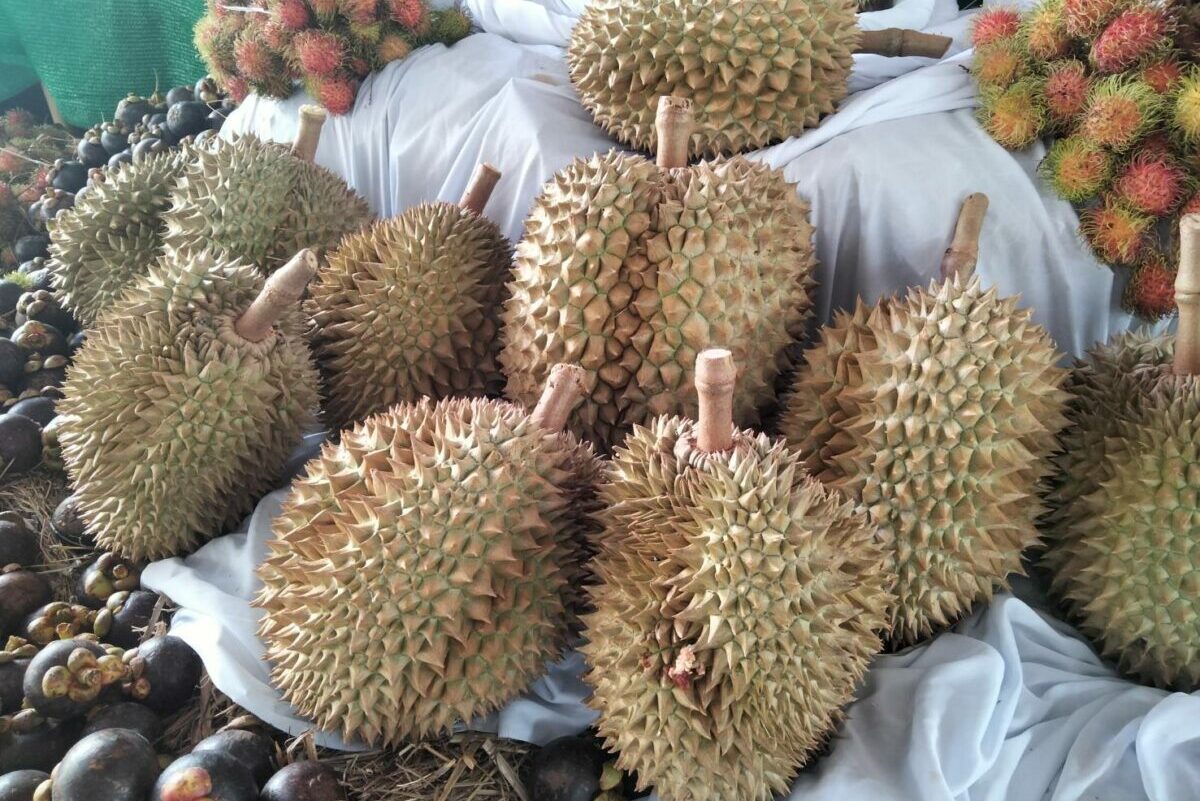 หนอนเจาะเมล็ดทุเรียน ปัญหาใหม่สะเทือนส่งออกจีน