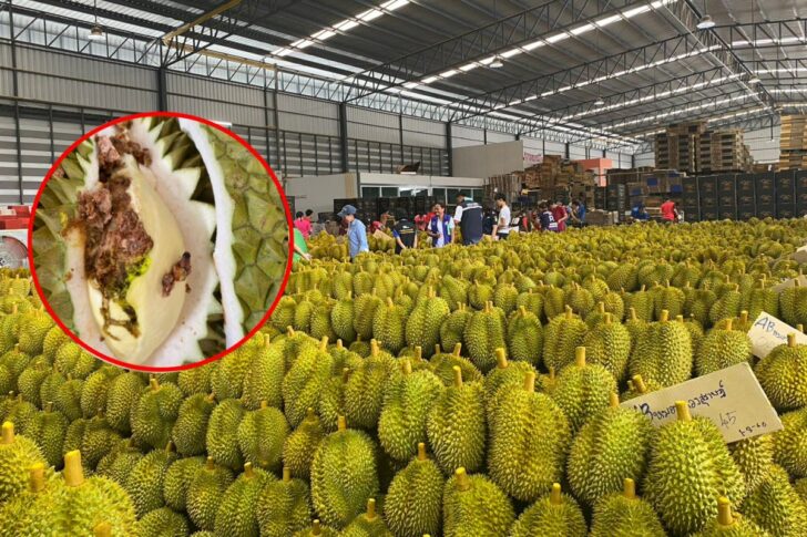 สุ่มตรวจสวนทุเรียนใต้ สุ่มตรวจสวนทุเรียนใต้