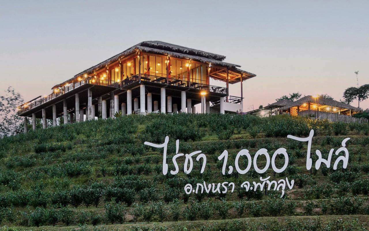 จุดเช็คอินแห่งใหม่ “ไร่ชา 1000 mile” กงหรา พัทลุง