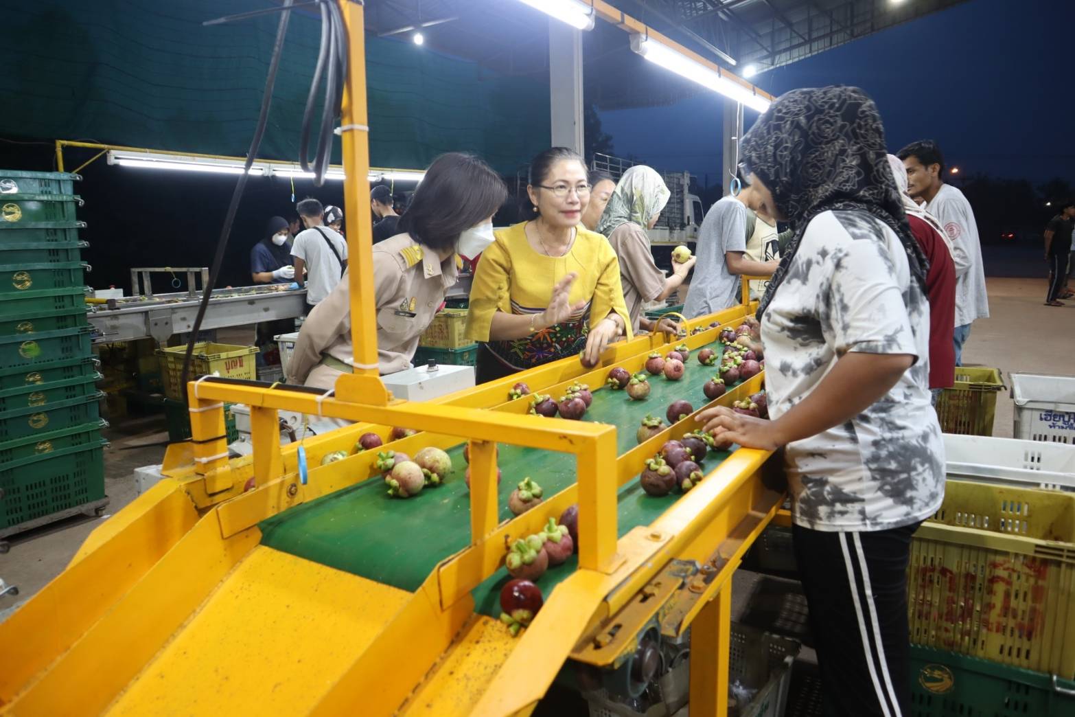 มังคุดใต้ ราคาดีขึ้น หลังผู้ประกอบการไล่ซื้อตั้งแต่นครศรีฯ นราธิวาส ยะลา ปัตตานี