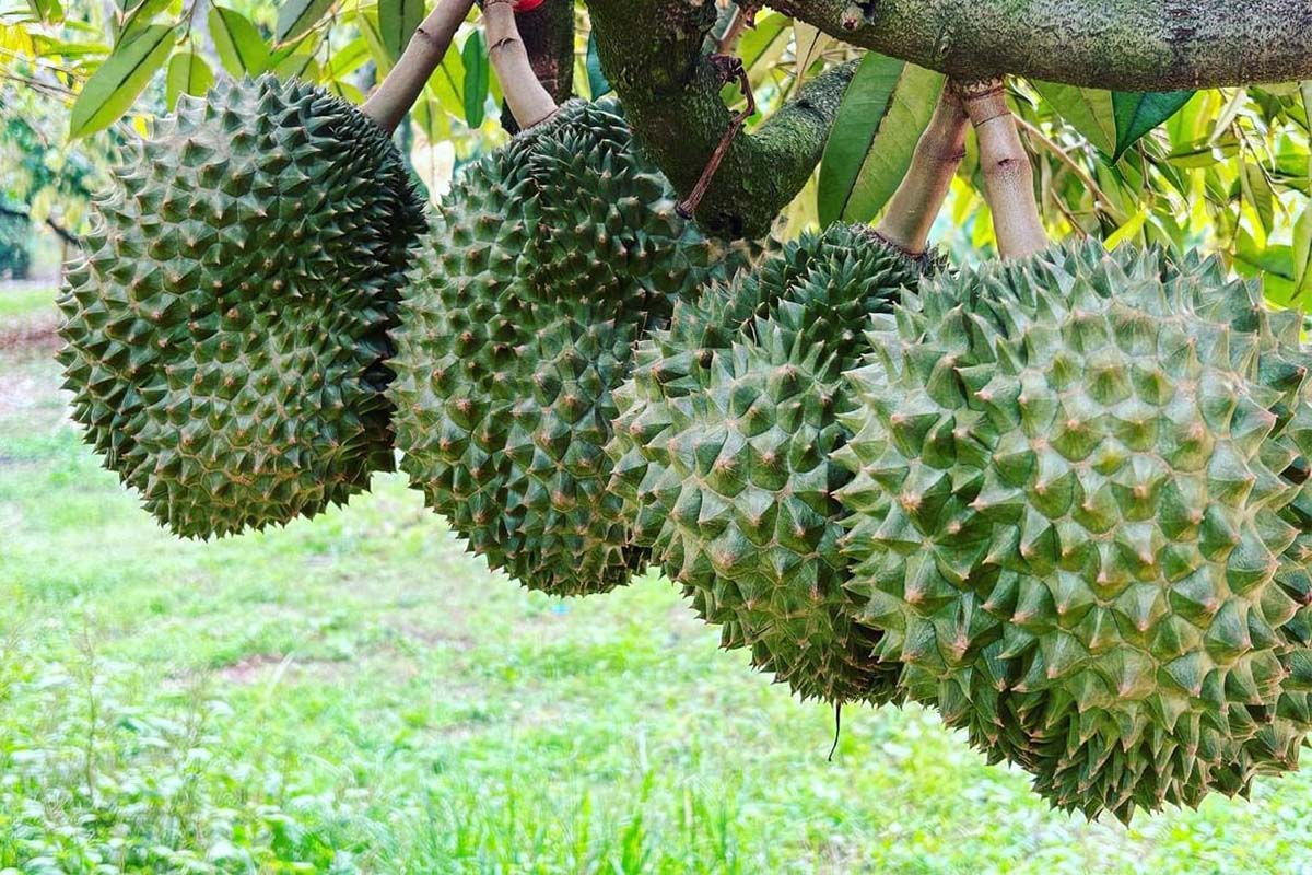 ทุเรียน