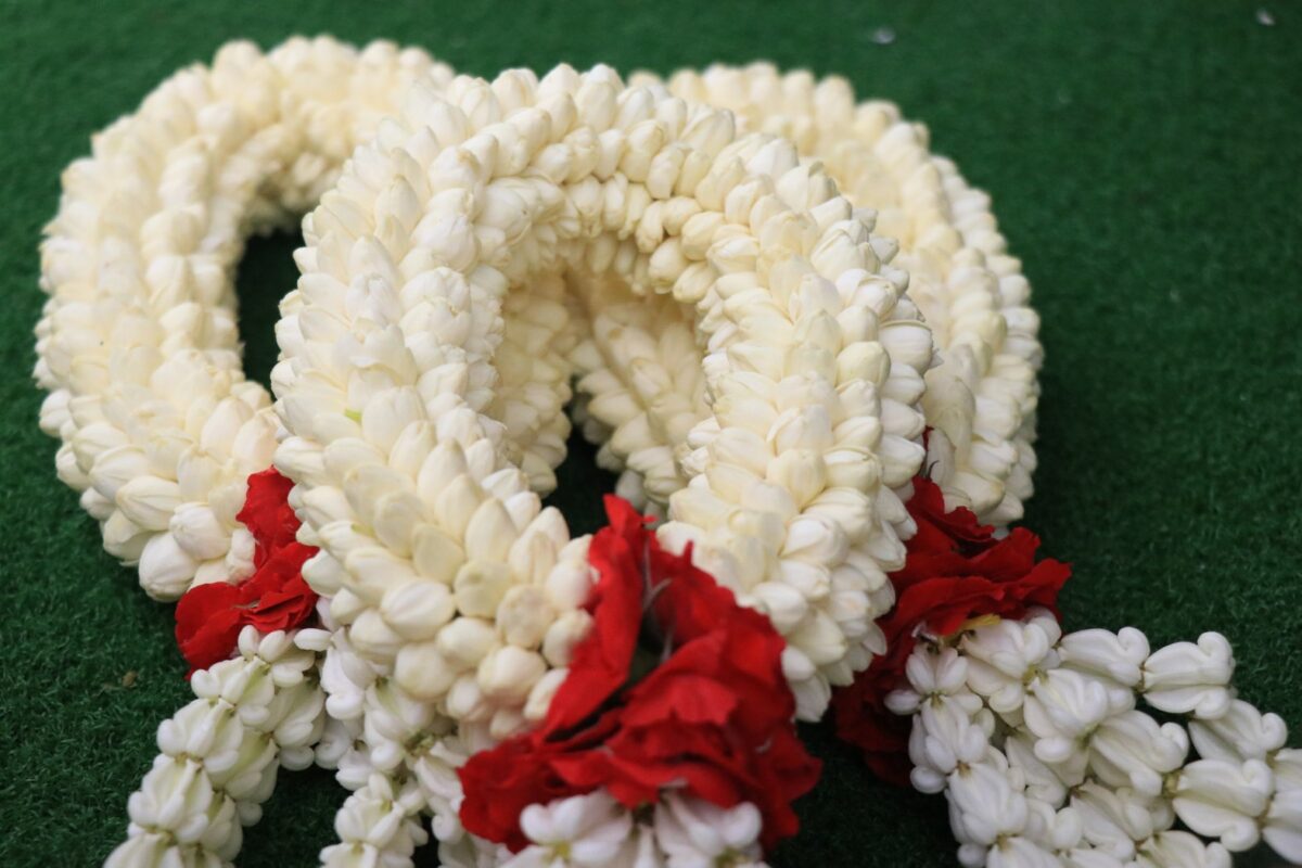 ดอกมะลิพิษณุโลกราคาพุ่ง วันแม่ 12 สิงหาคม สูงสุด 1,500 บาท/กก.