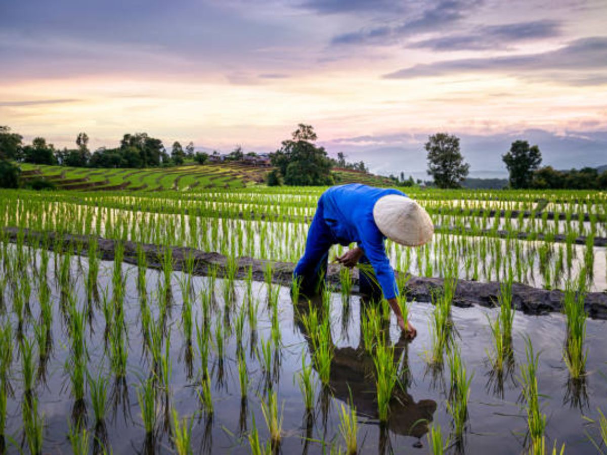 การค้าสินค้าเกษตรไทยกับทั่วโลก ครึ่งปี 66 ทะลุ 1.231 ล้านล้าน โต 2.94%