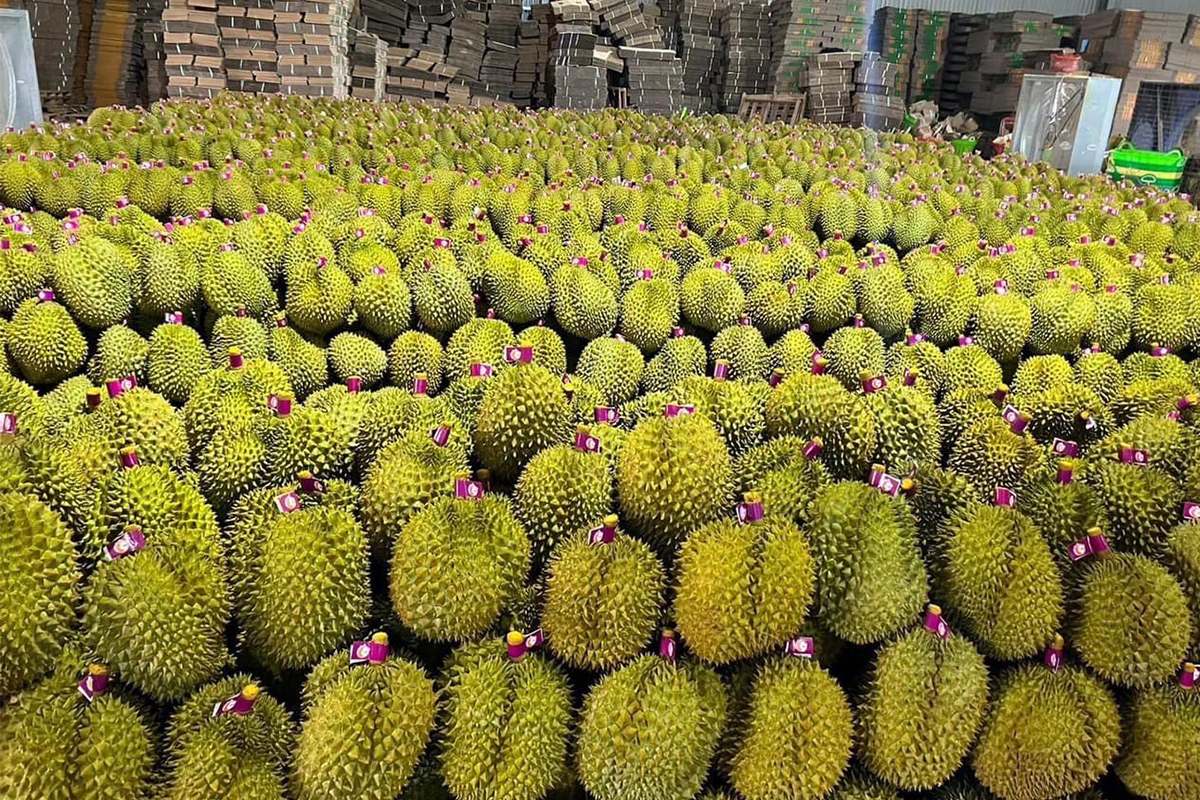 ทุเรียนใต้หนอนเจาะ จีนตีกลับ หวั่นเวียดนามแซง