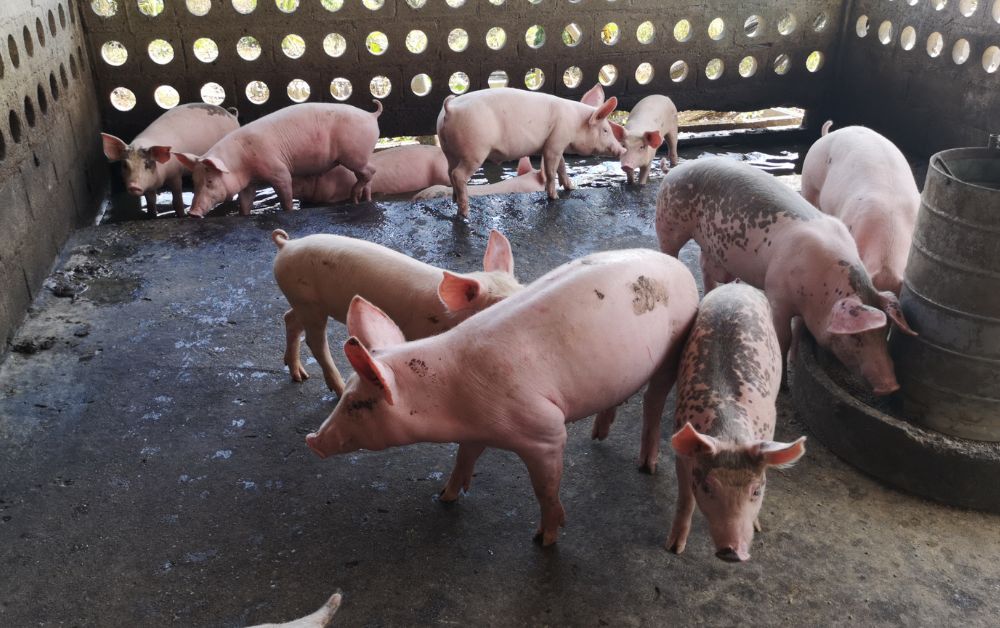 เกษตรกรอีสานหารือคณะกรรมการแข่งขันฯ ร้องรายใหญ่ขายหมูราคาถูก