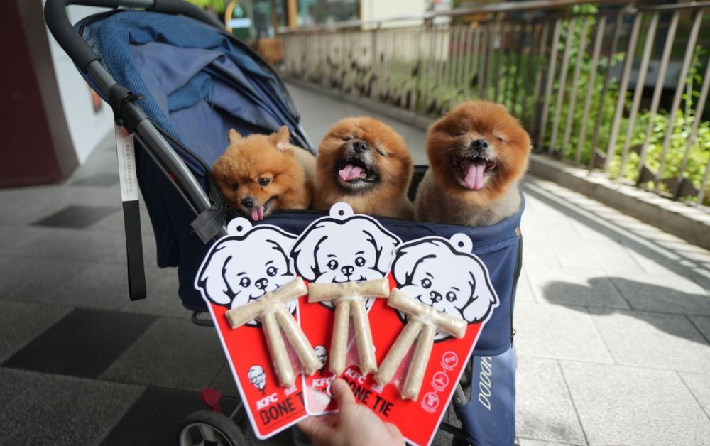 KFC ทำขนมขัดฟันน้องหมา แปรรูปจากกระดูกไก่ ครั้งแรกของโลก