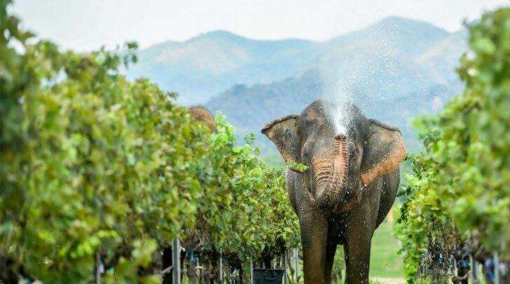 1 ขอแนะนำ มอนซูน แวลลีย์ ไวน์ที่ดีที่สุดของเมืองไทย