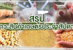 สรุปภาวะสินค้าเกษตรประจำสัปดาห์ วันที่ 25 - 29 กันยายน 2566