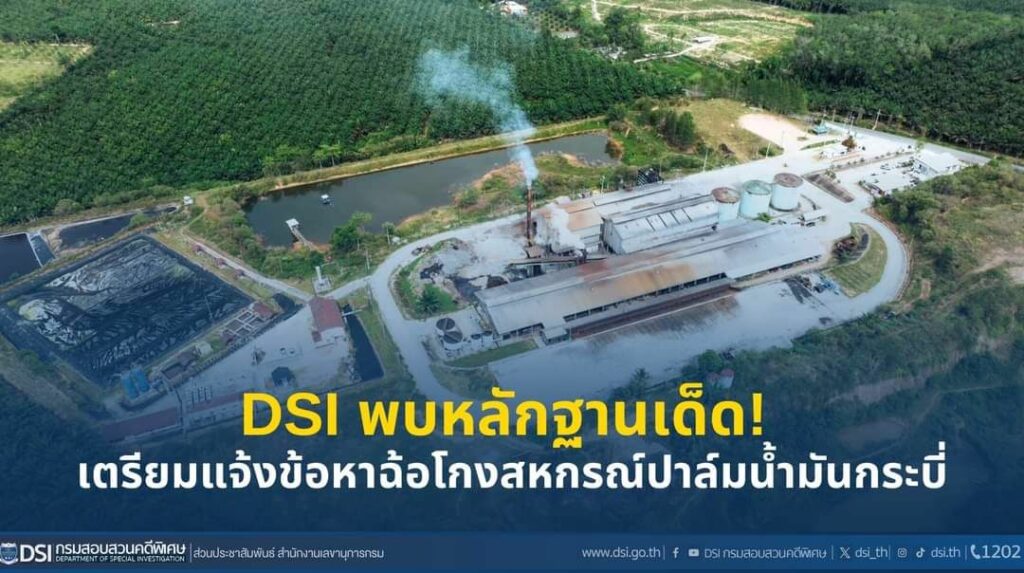 ปาล์มน้ำมันกระบี่ 