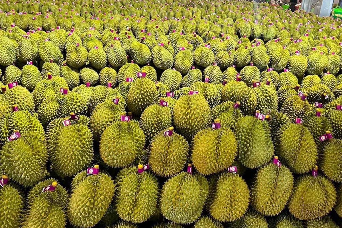 ทุเรียนหนอนเจาะ