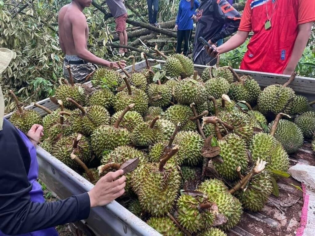 ทุเรียน