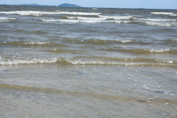 ปลาตายเกลื่อนหาดบางแสน ปลาตายเกลื่อนหาดบางแสน