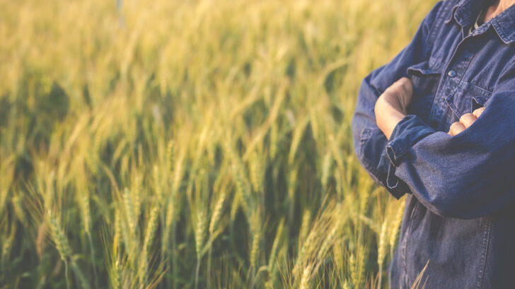 Farmers harvest barley happily.