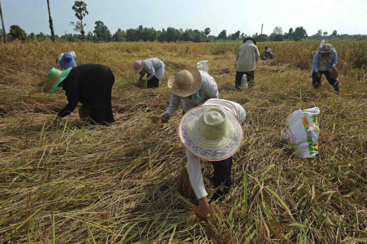 เกษตรกร เกษตรกร