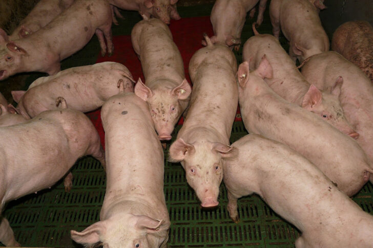 ฟาร์มหมู ฟาร์มหมู