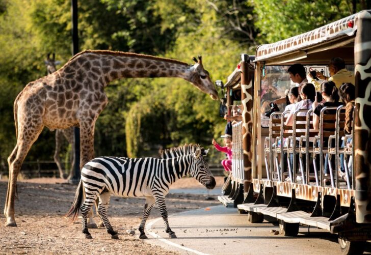 เชียงใหม่ไนท์ซาฟารี Chiang Mai Night Safari เชียงใหม่ไนท์ซาฟารี Chiang Mai Night Safari