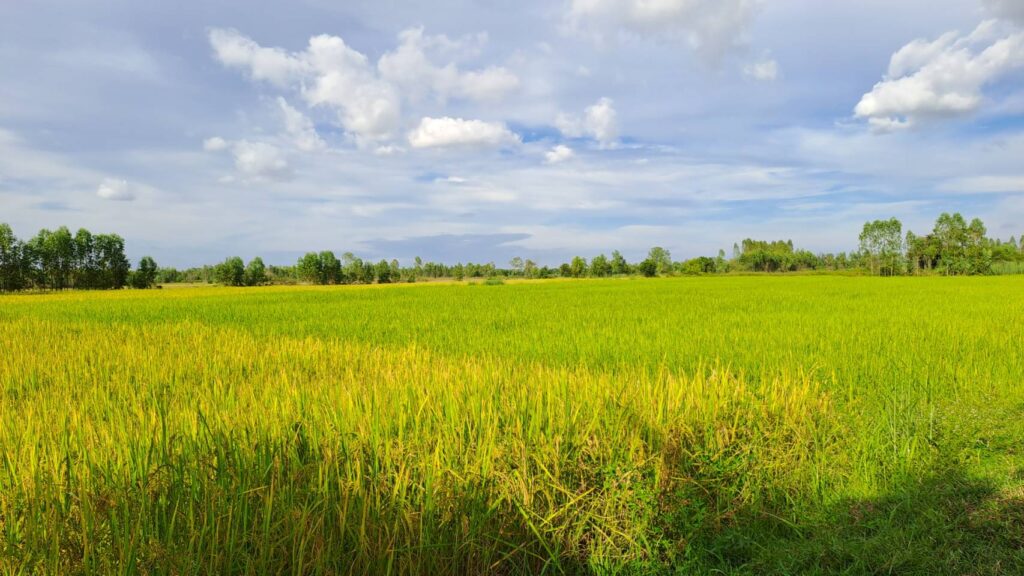 นาข้าว หนองคาย