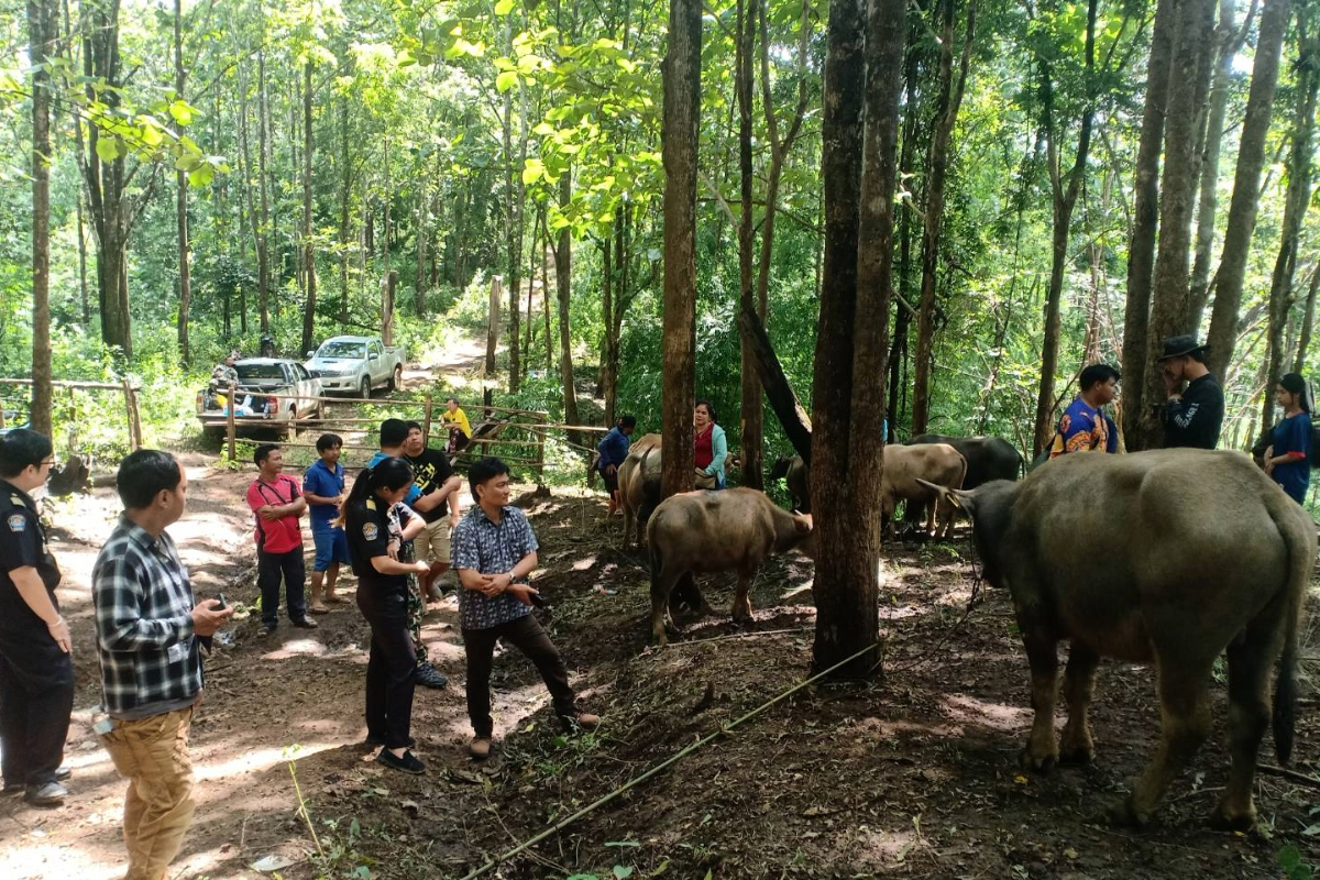 สกัดลักลอบนำเข้าโคกระบือเถื่อน จากเพื่อนบ้านผ่านพื้นที่อุทยาน จ.แม่ฮองสอน