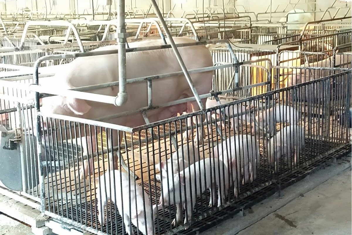 หมูล้นตลาด ราคาตกฮวบ เชือด 4.5 แสนตัวทำ “หมูหัน”