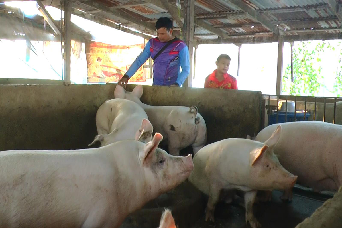คนเลี้ยงโล่งอกหมูราคาขยับ “เศรษฐา” เข้มลุยหมูเถื่อนหนุนอุตฯฟื้น