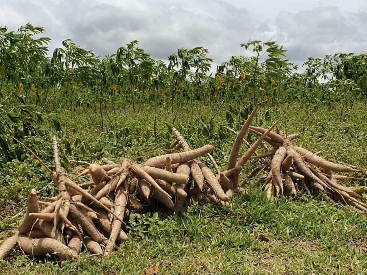 ครม.อนุมัติ 370 ล้าน รักษาเสถียรภาพมันสำปะหลัง