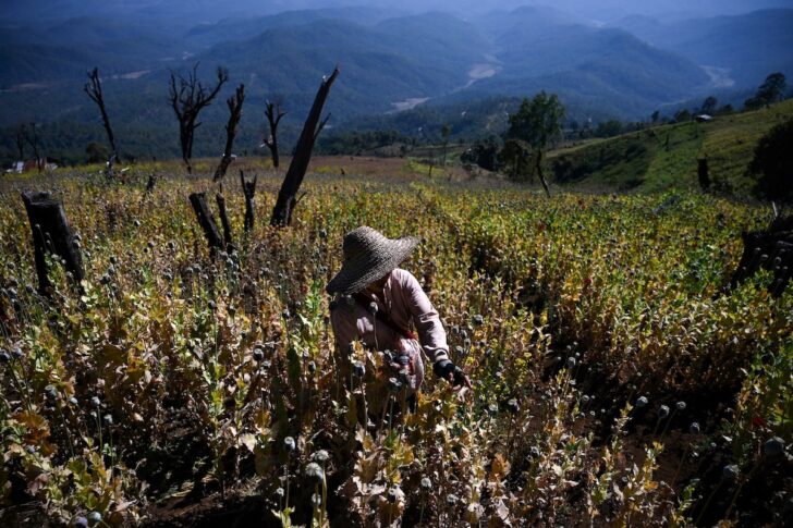 MYANMAR-OPIUM เมียนมา ฝิ่น