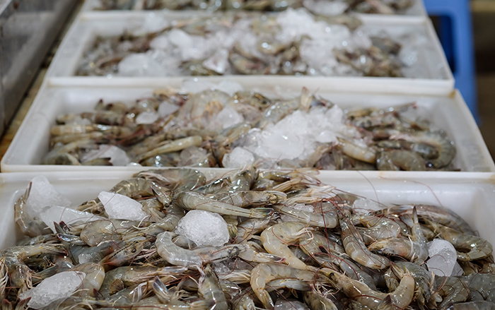 กุ้ง กุ้ง