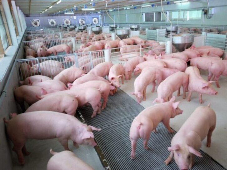 หมูหน้าฟาร์ม หมูหน้าฟาร์ม