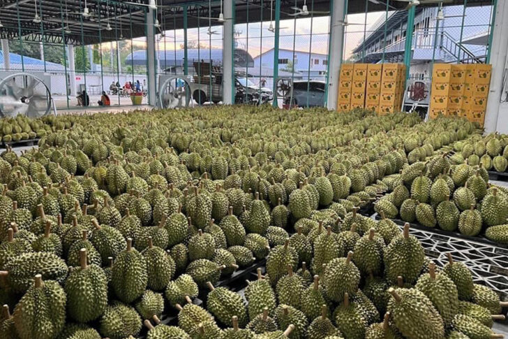 ทุเรียน1 ทุเรียน